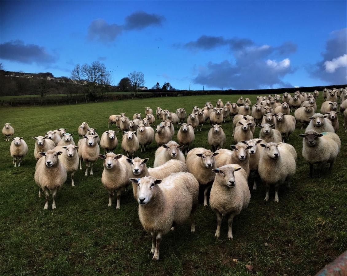 Nantgwynfaen Organic Farm Wales Llandysul Exterior foto