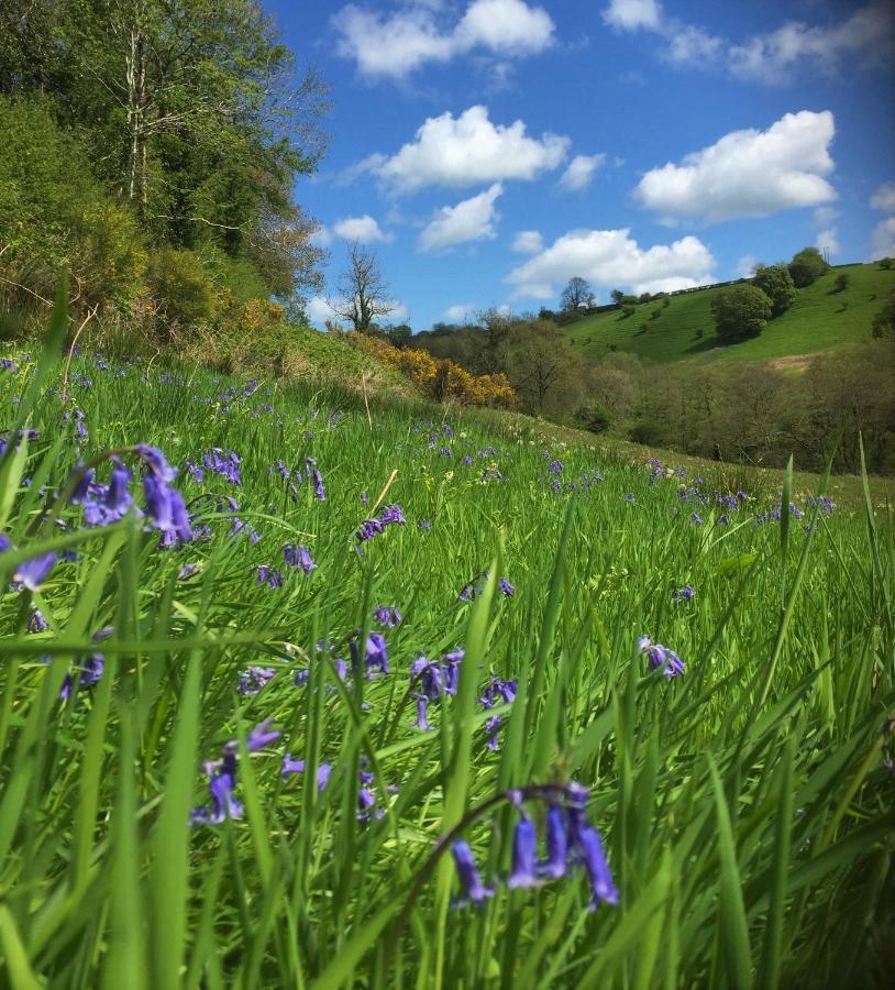 Nantgwynfaen Organic Farm Wales Llandysul Exterior foto